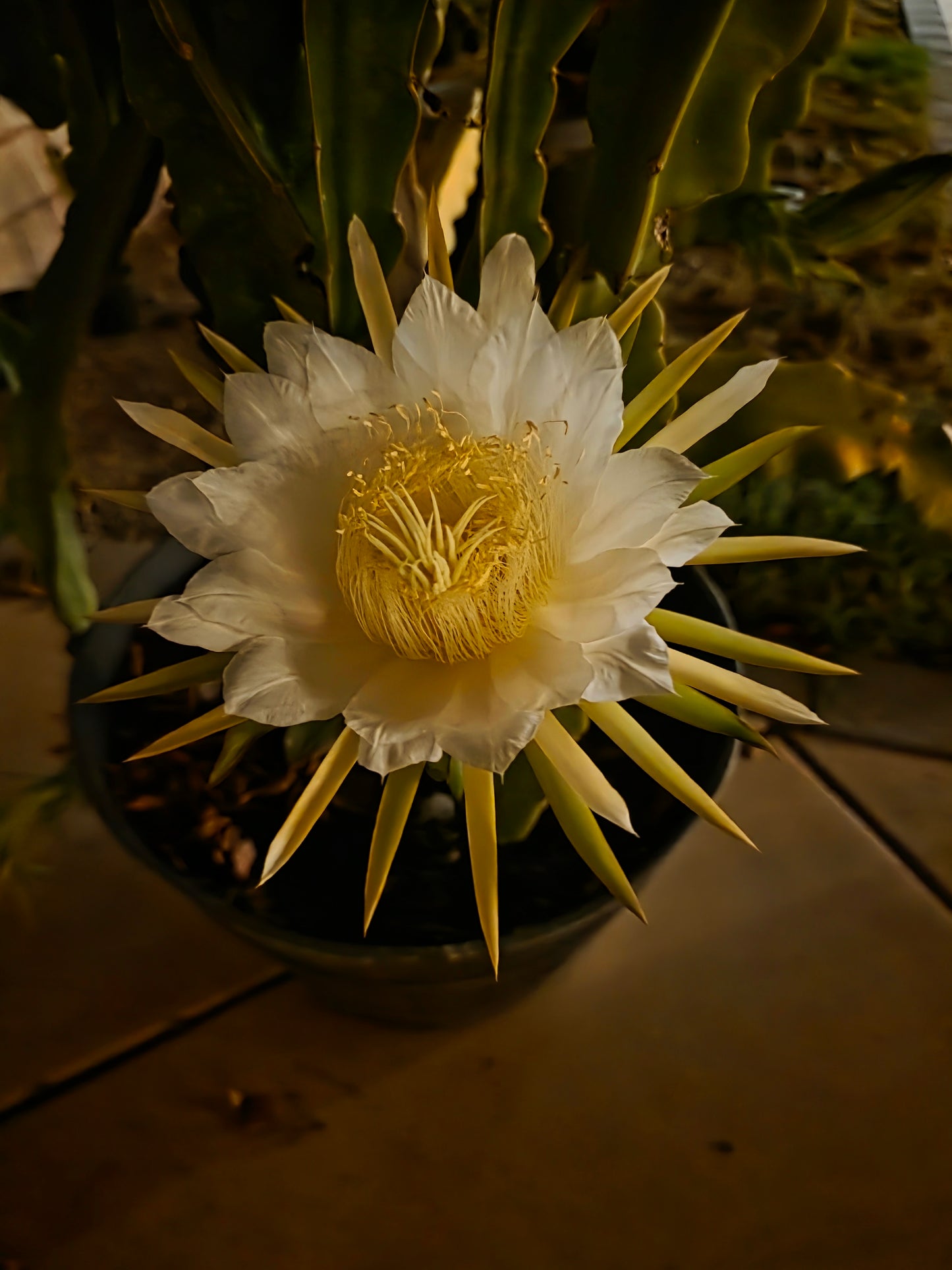Vietnamese White