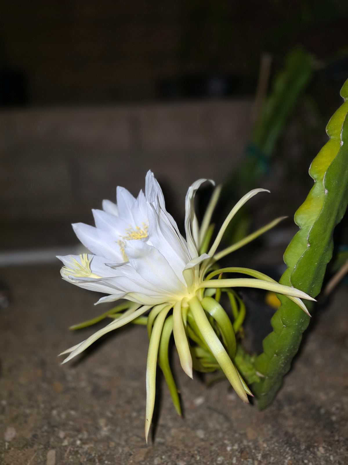 Self-Fertile Varieties